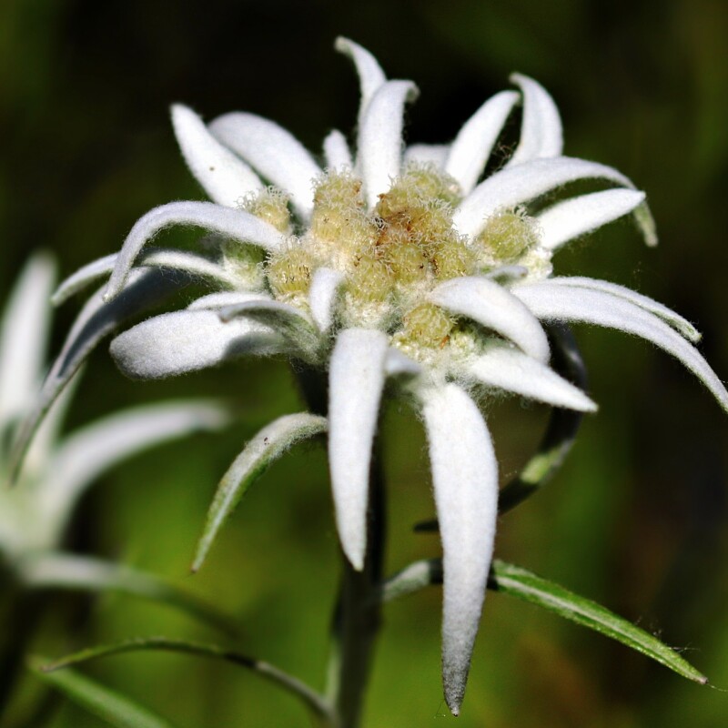 Parfums Fleurs de la Montagne
